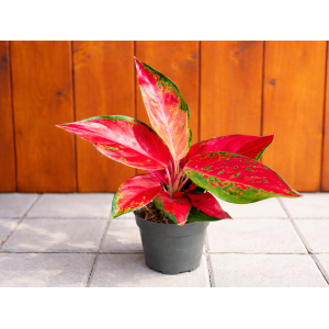 Aglaonéma (Aglanoema) ´CHILI RED’ - výška 15-20 cm, kont. C1L